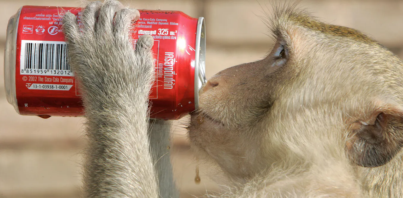 City animals act in the same brazen ways around the world City animals act in the same brazen ways around the world