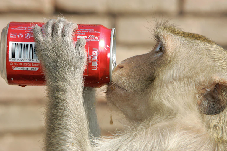 A monkey drinks from a soda can, spilling drops down its chin in the process.