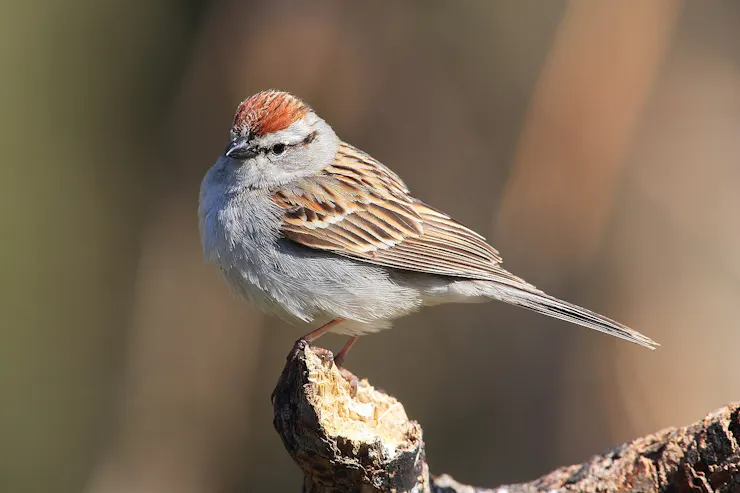 A chunky bird with a bright red crest on its head sits on a branch.