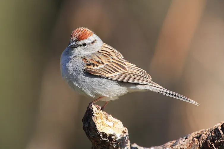 ¡Está cantando! Desmentiendo los mitos sobre las aves y el sexo en lo que respecta a la defensa de los nidos 2 Un pájaro rechoncho con una cresta roja brillante en la cabeza se posa en una rama.