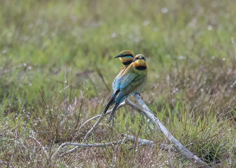 ¡Está cantando! Desmentiendo los mitos sobre las aves y el sexo en lo que respecta a la defensa de los nidos 1 Dos pájaros están sentados juntos en una rama.