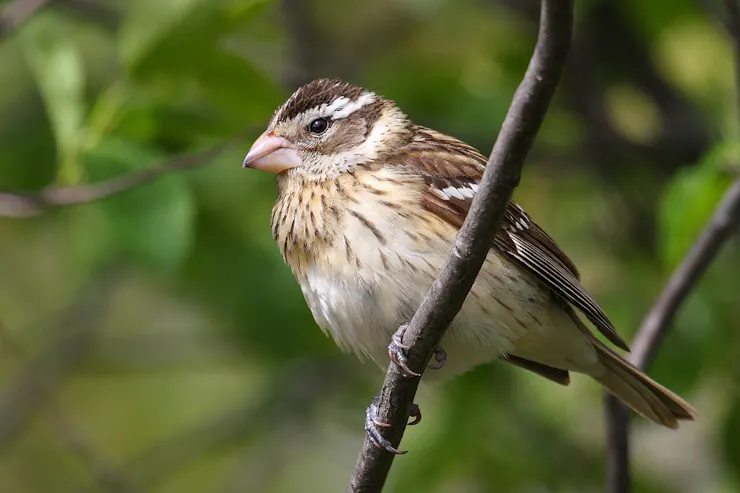 A brown and white bird on a branch.