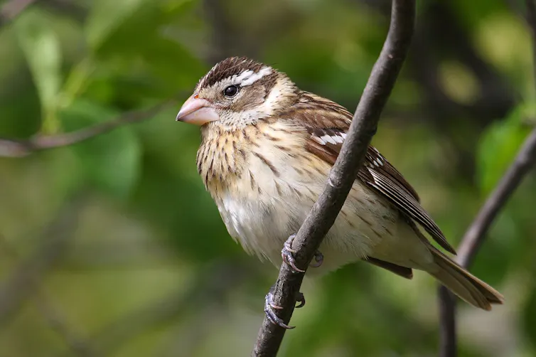 A brown and white bird on a branch.