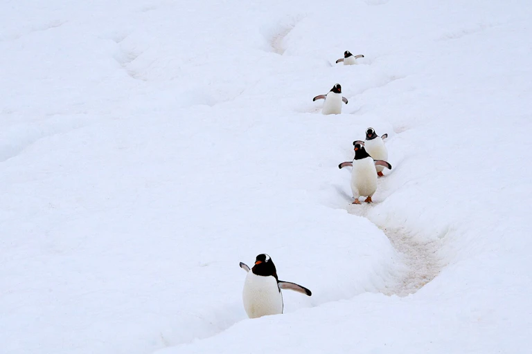 pingouins sur un chemin