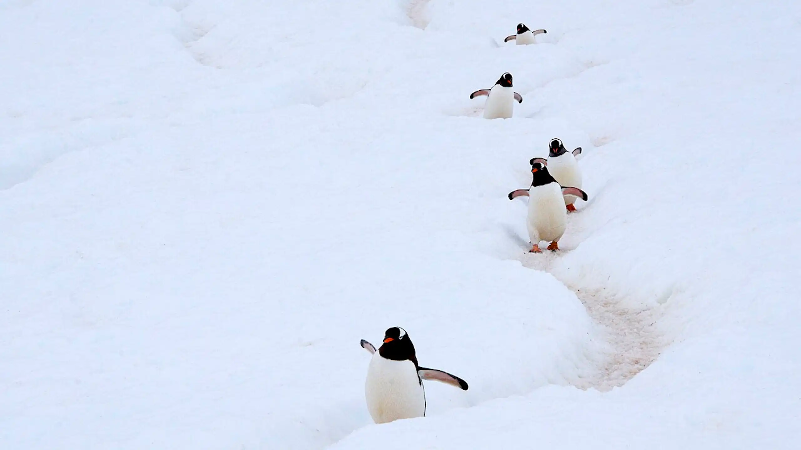 pingouins sur un chemin