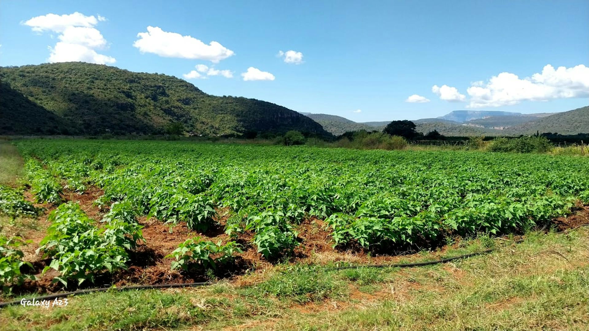 South Africa’s farmers aren’t yet replacing chemical fertilisers with sustainable alternatives – this is why