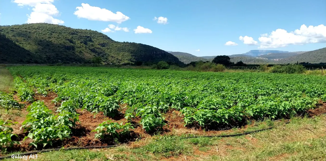 South African Farmers Face Barriers to Adopting Sustainable Fertiliser Alternatives