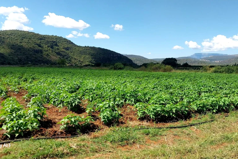 field of green plants
