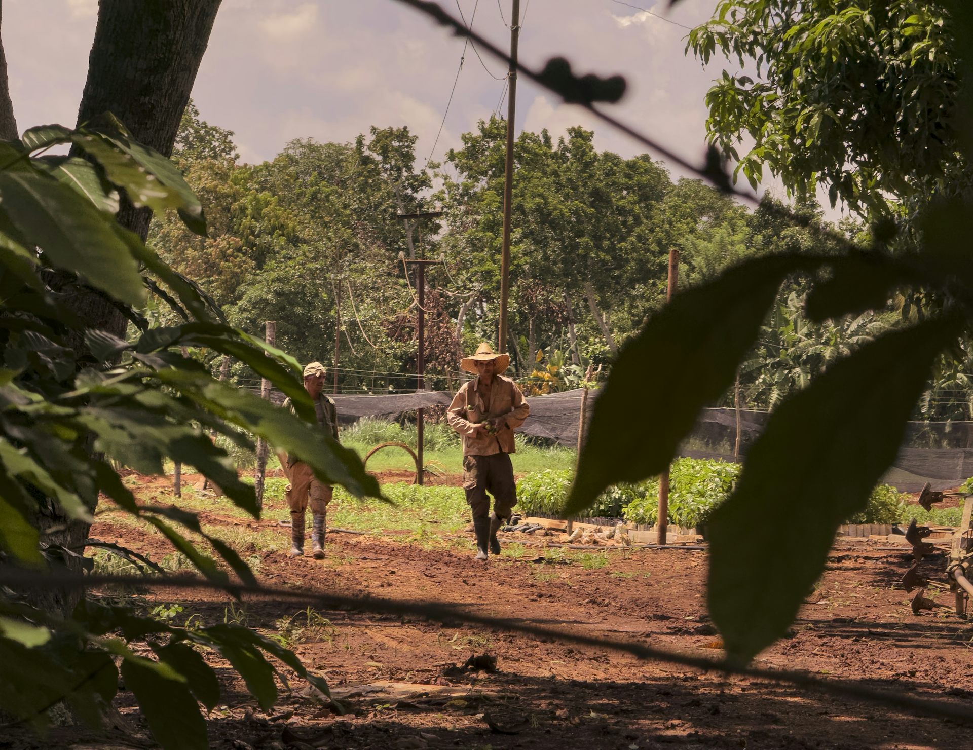Embargo à Cuba : l’agroécologie pour éviter l’effondrement alimentaire