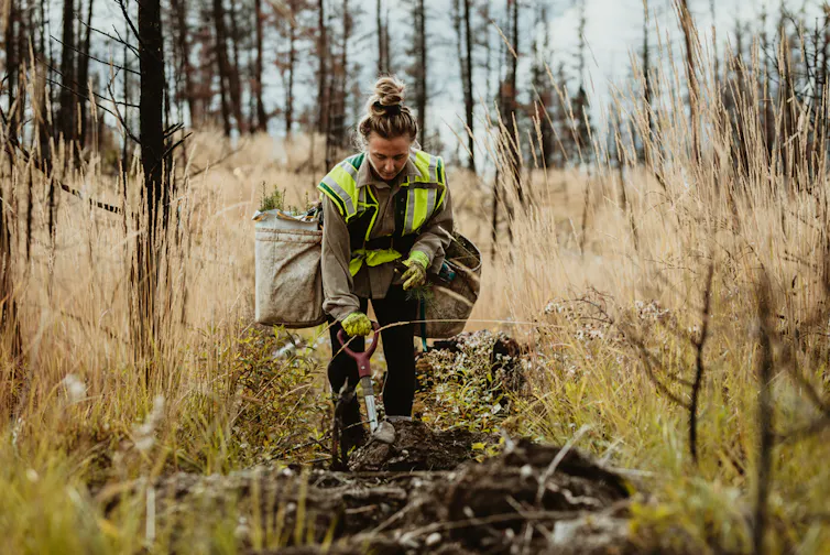 A woman planting trees.