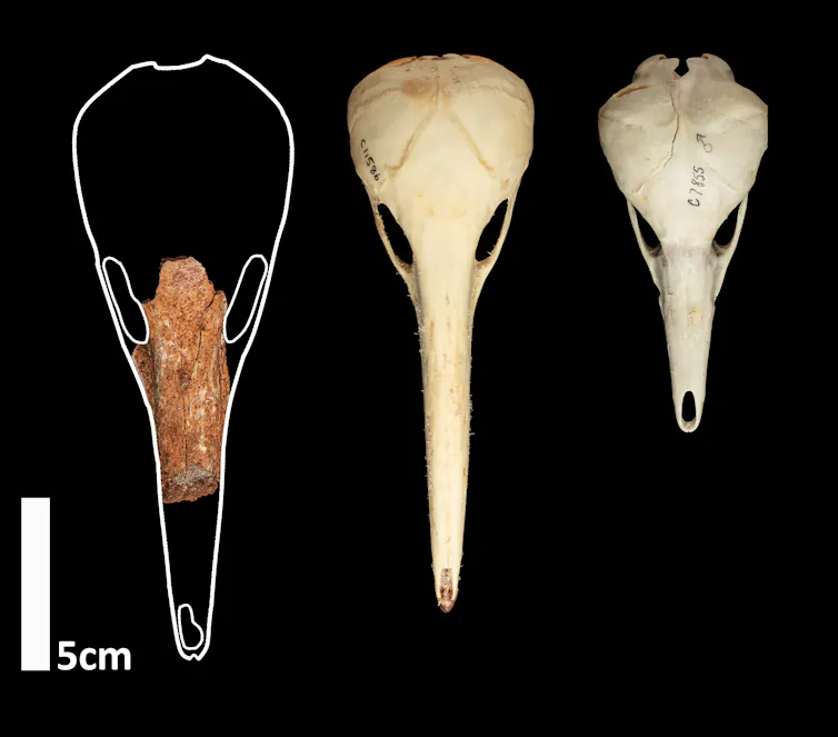 A composite image showing a fragmentary fossil skull with a long snout alongside two smaller ones on a black background.