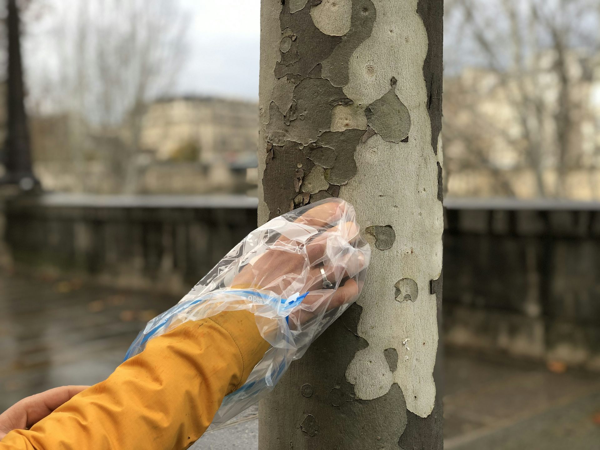 Mesurer l’invisible : ce que l’écorce des arbres nous apprend de la pollution de l’air à Paris