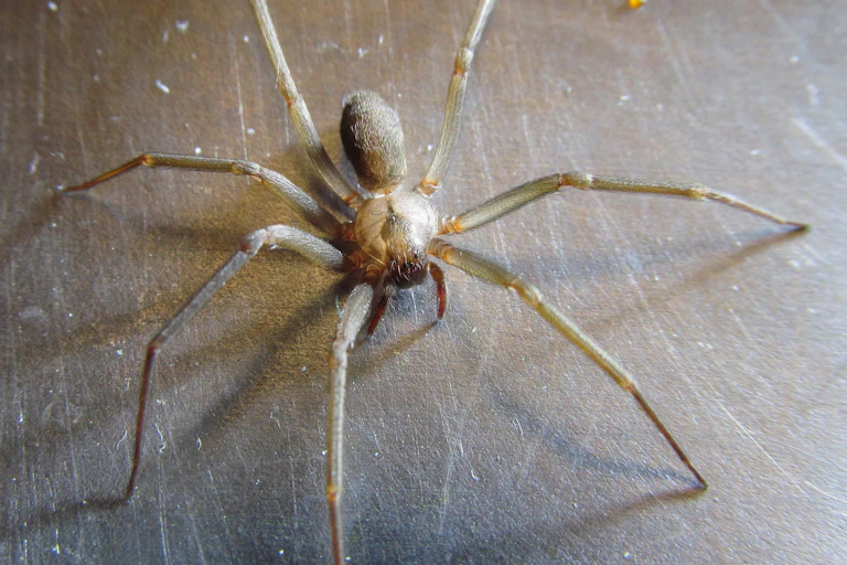 Close-up de uma aranha marrom com sete patas longas e seis olhos