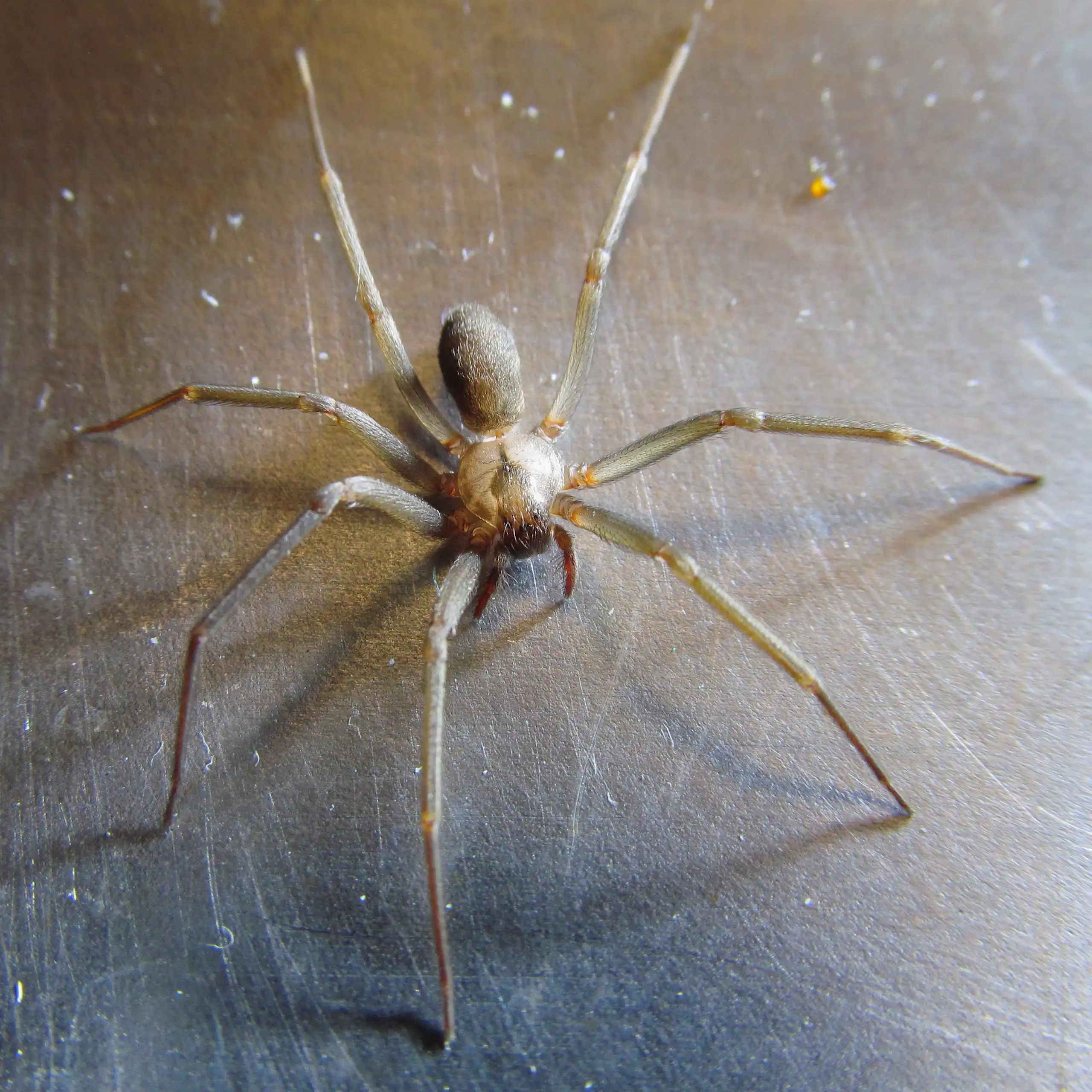Close-up de uma aranha marrom com sete patas longas e seis olhos