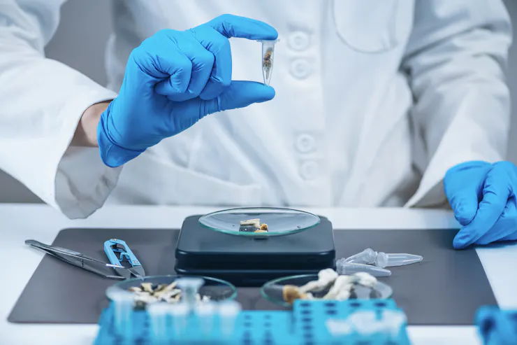 Person in a white coat and blue-gloved hand holding up a vial of leafy material.