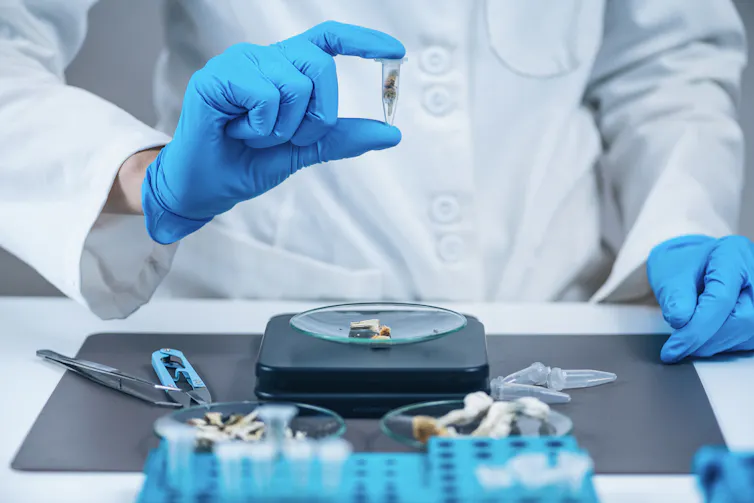 Person in a white coat and blue-gloved hand holding up a vial of leafy material.