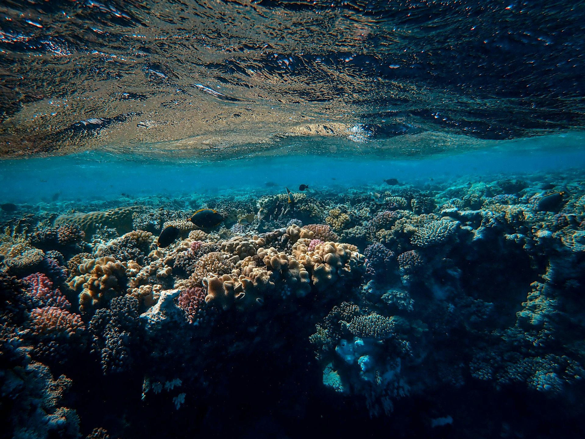 Coral reefs are secretly connected across vast oceans – and that’s crucial for their survival