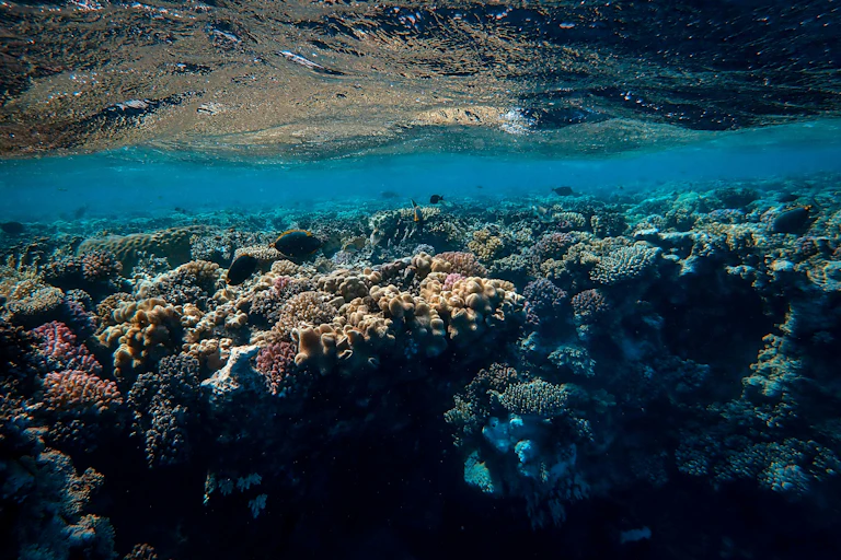 A coral reef seen just below the water's surface.