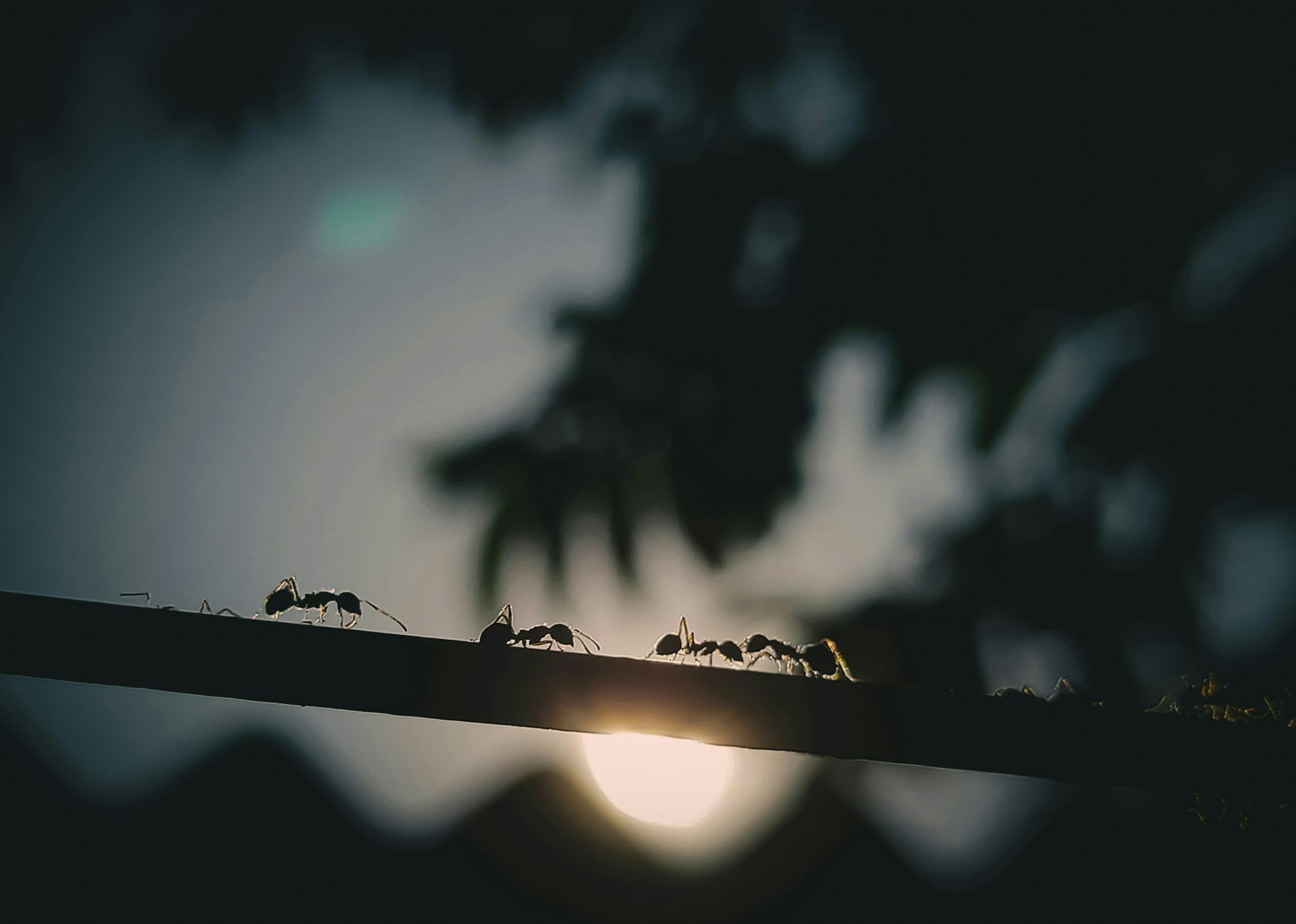 In an ant colony, the queen isn’t in charge. So who is?