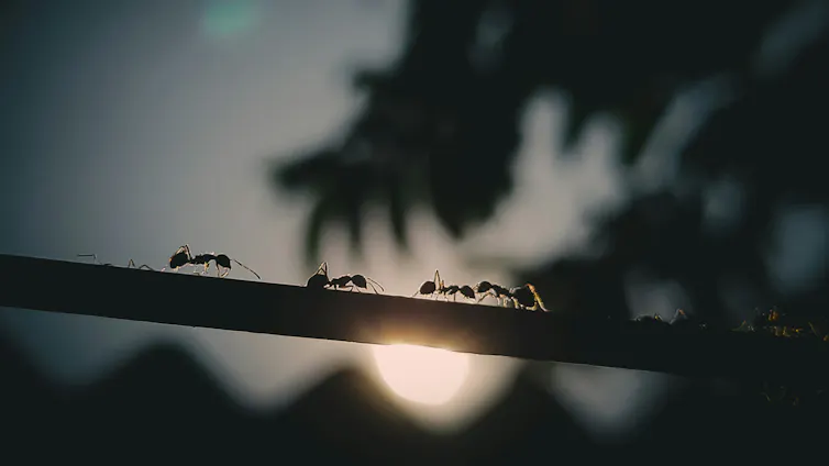 ants