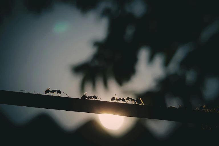 Some ants crawl along a branch of a tree.