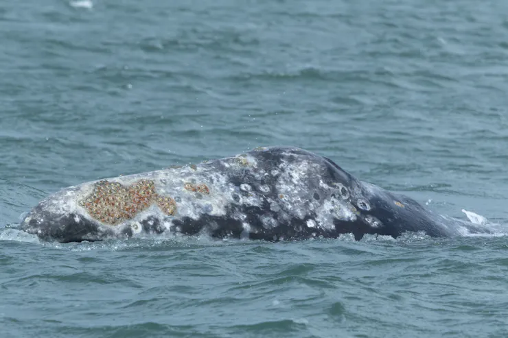 A whale lifts its rostrum iabove the water.