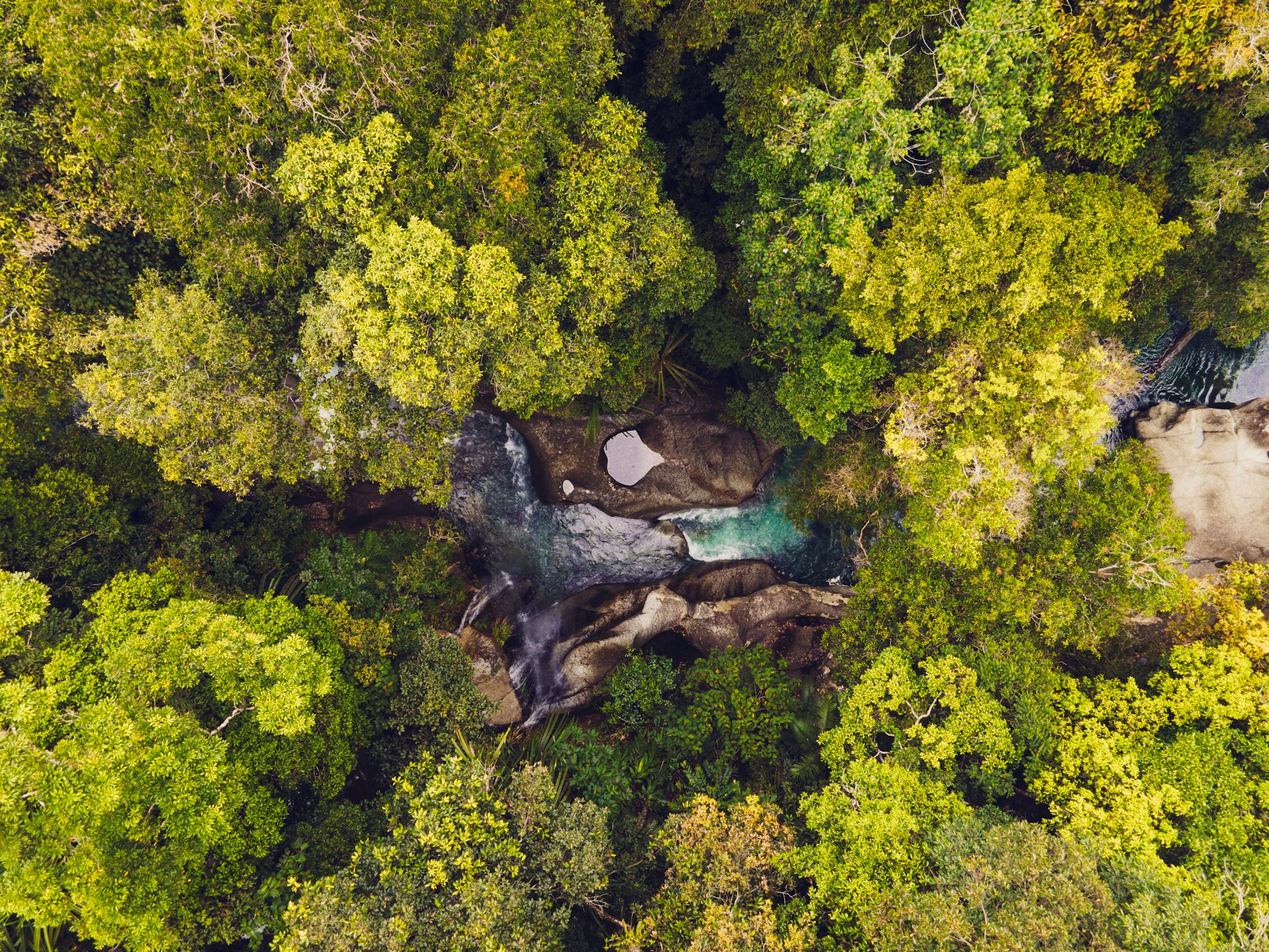 Turning debt into forests: the finance tool making a comeback