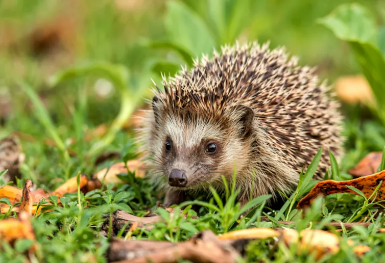 A hedgehog in grass.