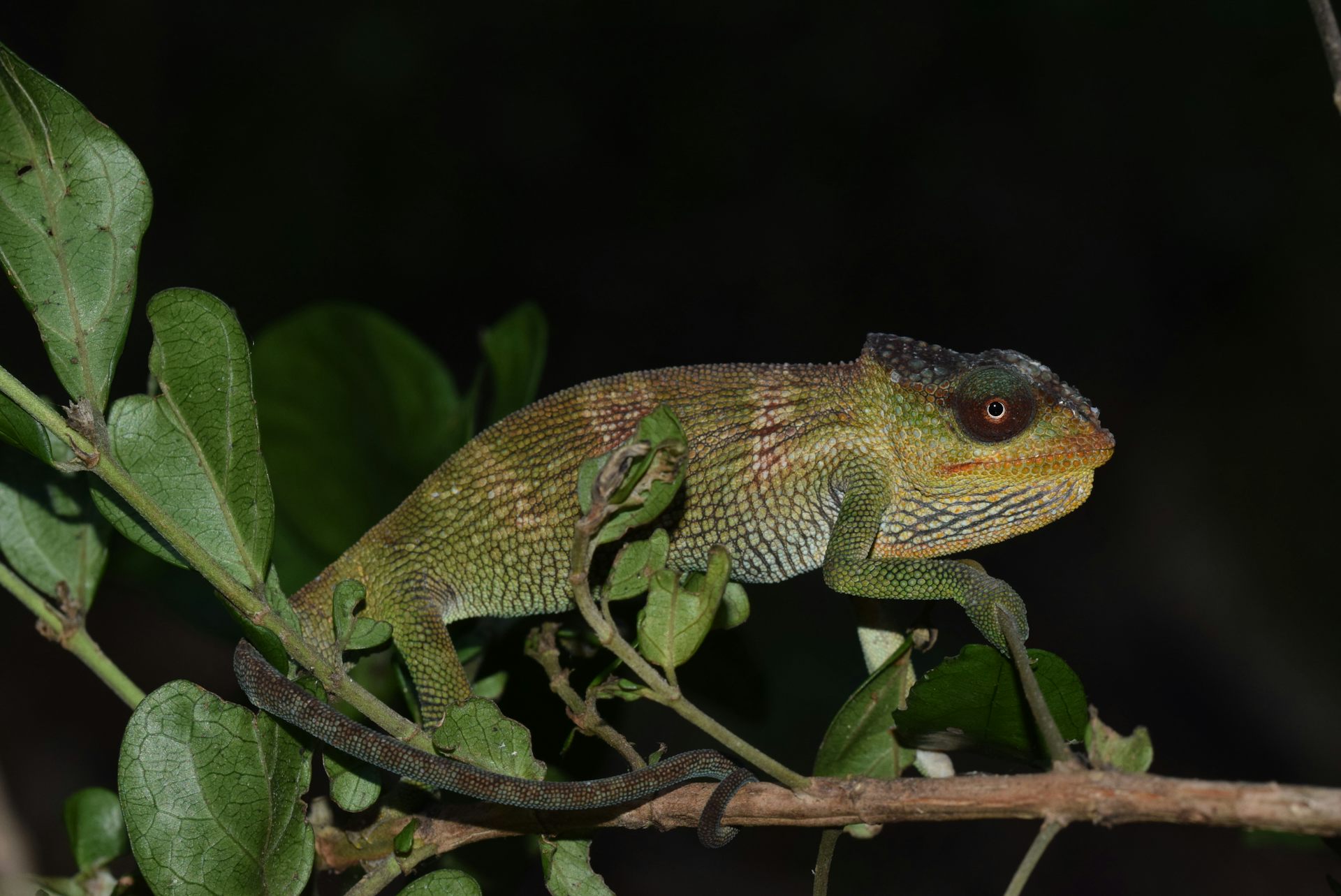 Mozambique ‘sky island’ expeditions found 4 new species of chameleon – already at risk from forest loss