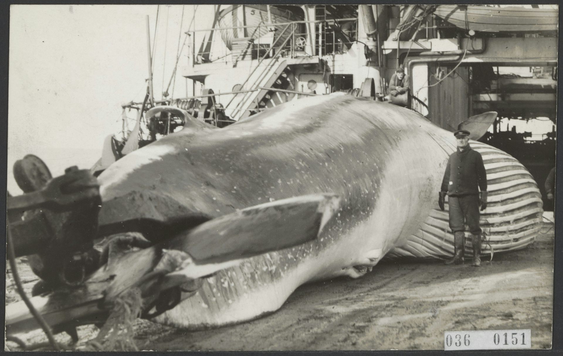 How whaling evolved from its Basque origins into a vast global business