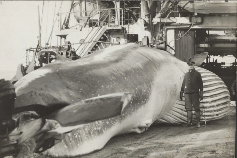 A man is standing next to a whale on the deck of a ship