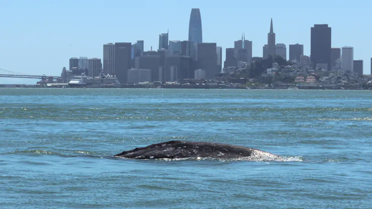 A whale in the bay with San Francisco's skyline behind it.