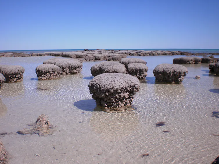 Brown rock-like formations in shallow seawater.