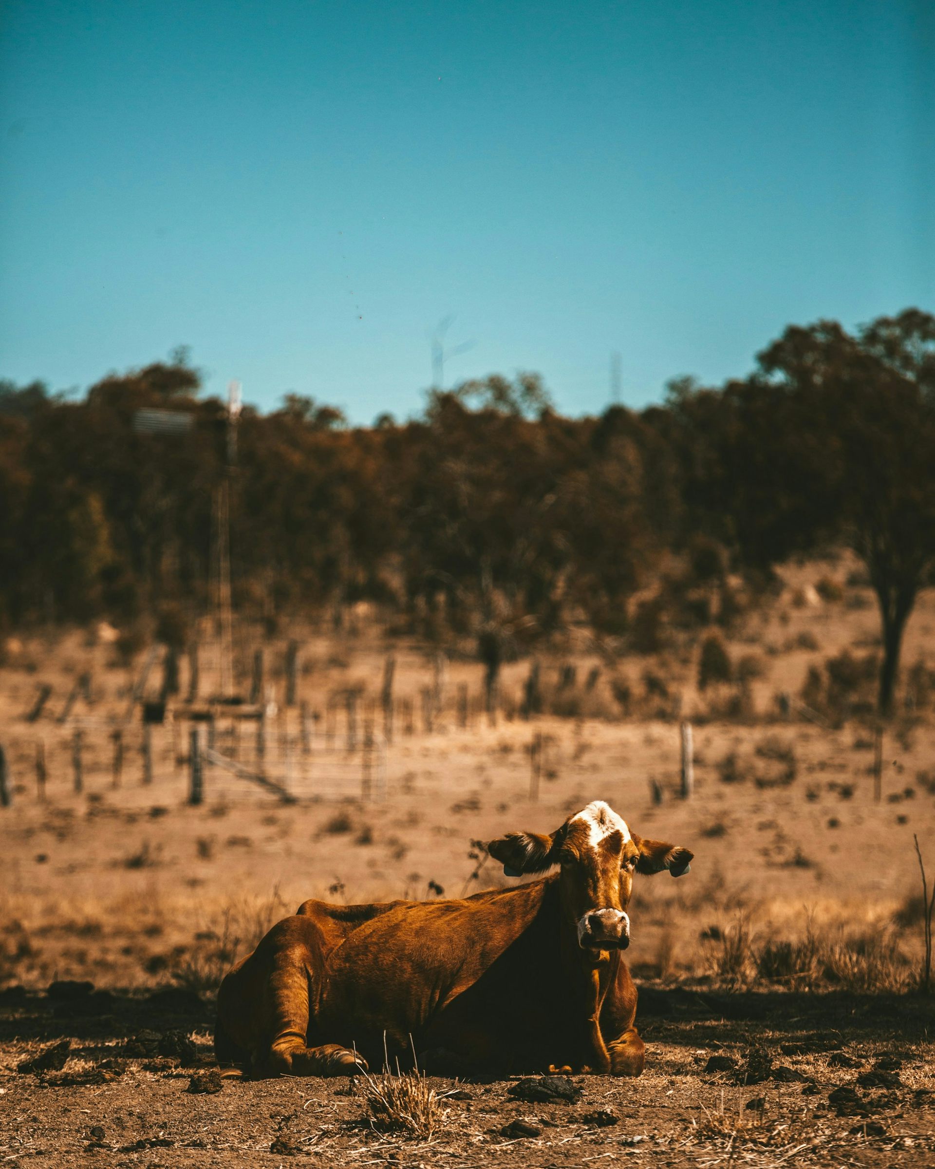 Overheated cows, flooded highways, and now a fuel crisis: why Australia’s food system is in big trouble