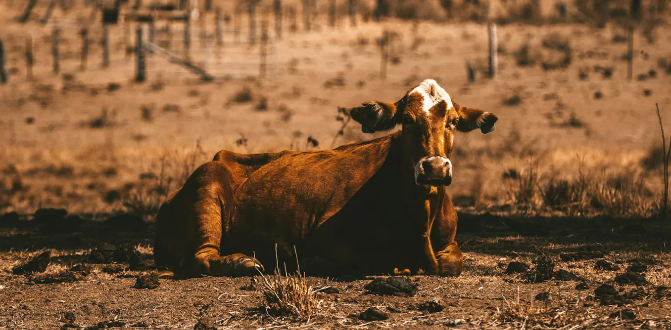 why Australia’s food system is in big trouble why Australia’s food system is in big trouble