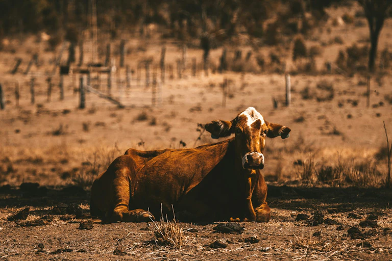 cow lying on hot, dry ground.