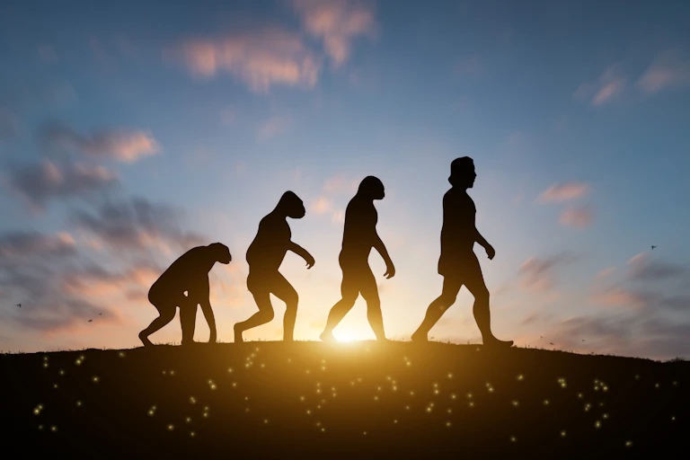 A depiction of human evolution from our early ape ancestors through to modern humans, with four silhouettes walking to depict each distinct phase.