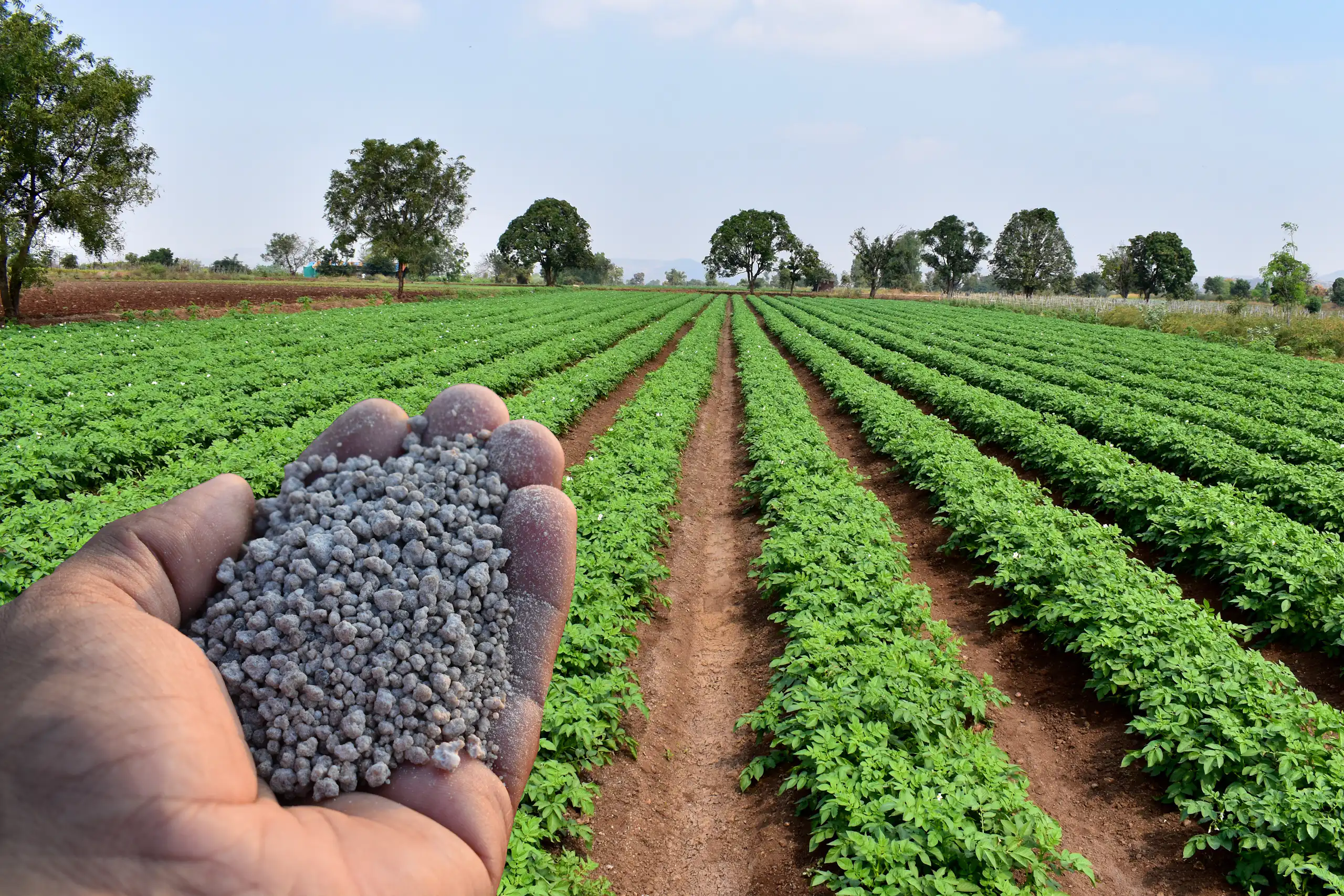 Une main tient de l'engrais phosphaté devant un champ.