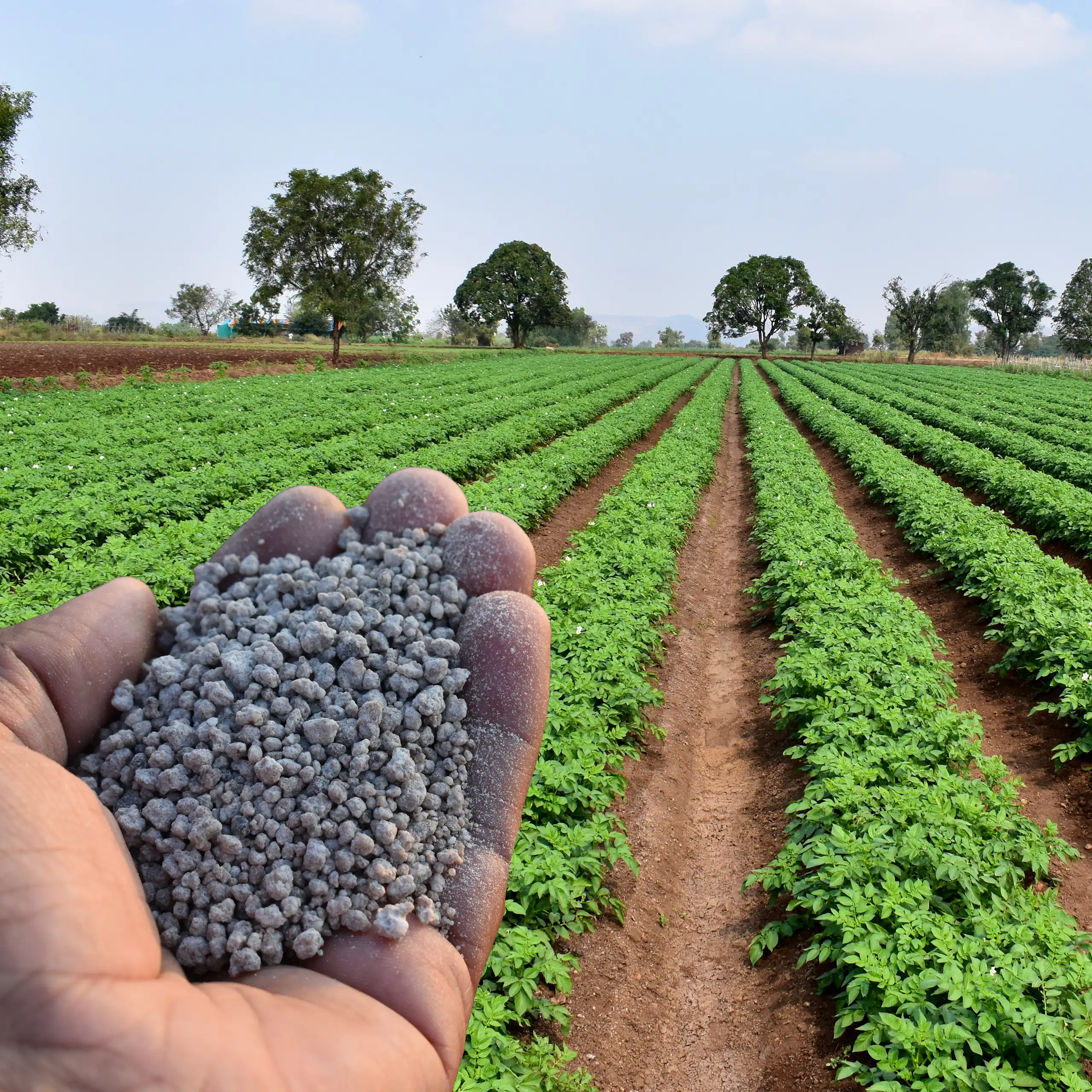Une main tient de l'engrais phosphaté devant un champ.