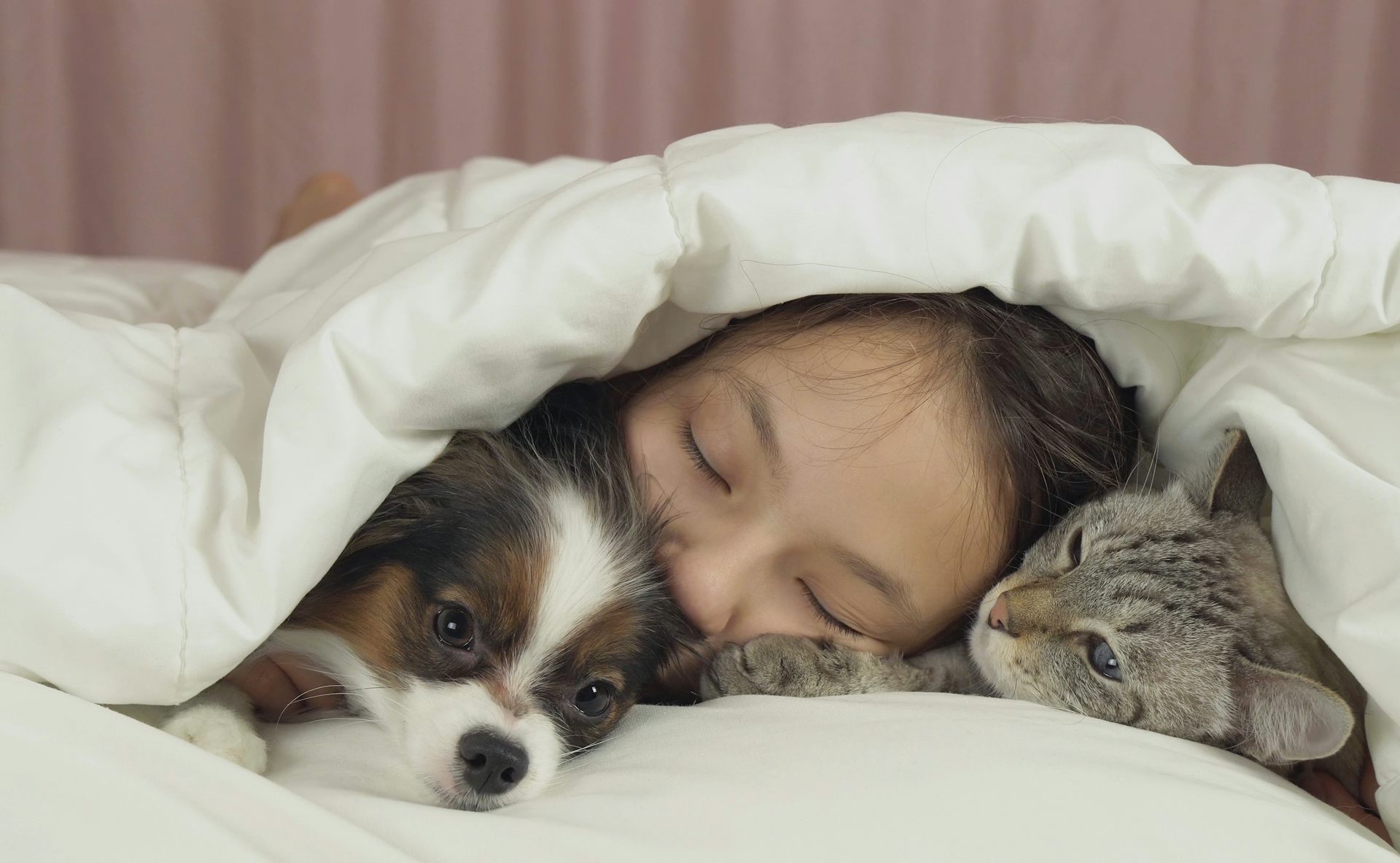 Une jeune fille est endormie sous sa couette, entourée par son chien et par son chat.