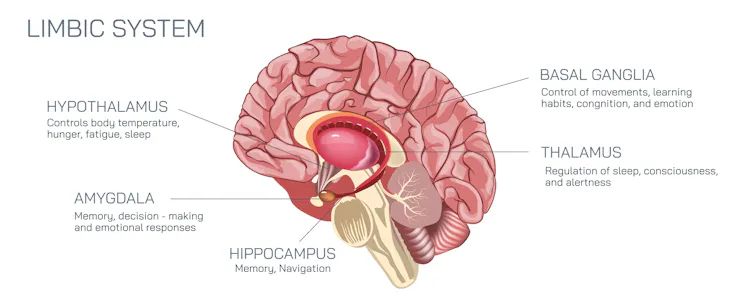 Illustration of the parts of the brain involved in memory.