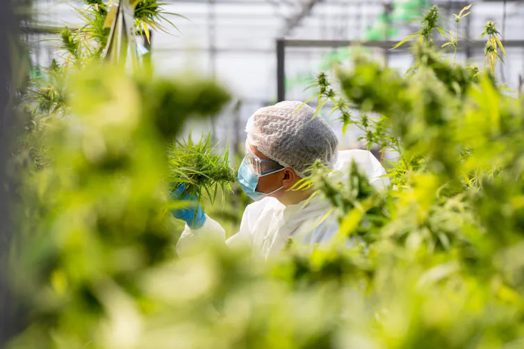 Cannabis Legalization: A gloved hand gently touching a cannabis plant, symbolizing the complex intersection of scientific research, regulation, and the growing commercial cannabis industry.