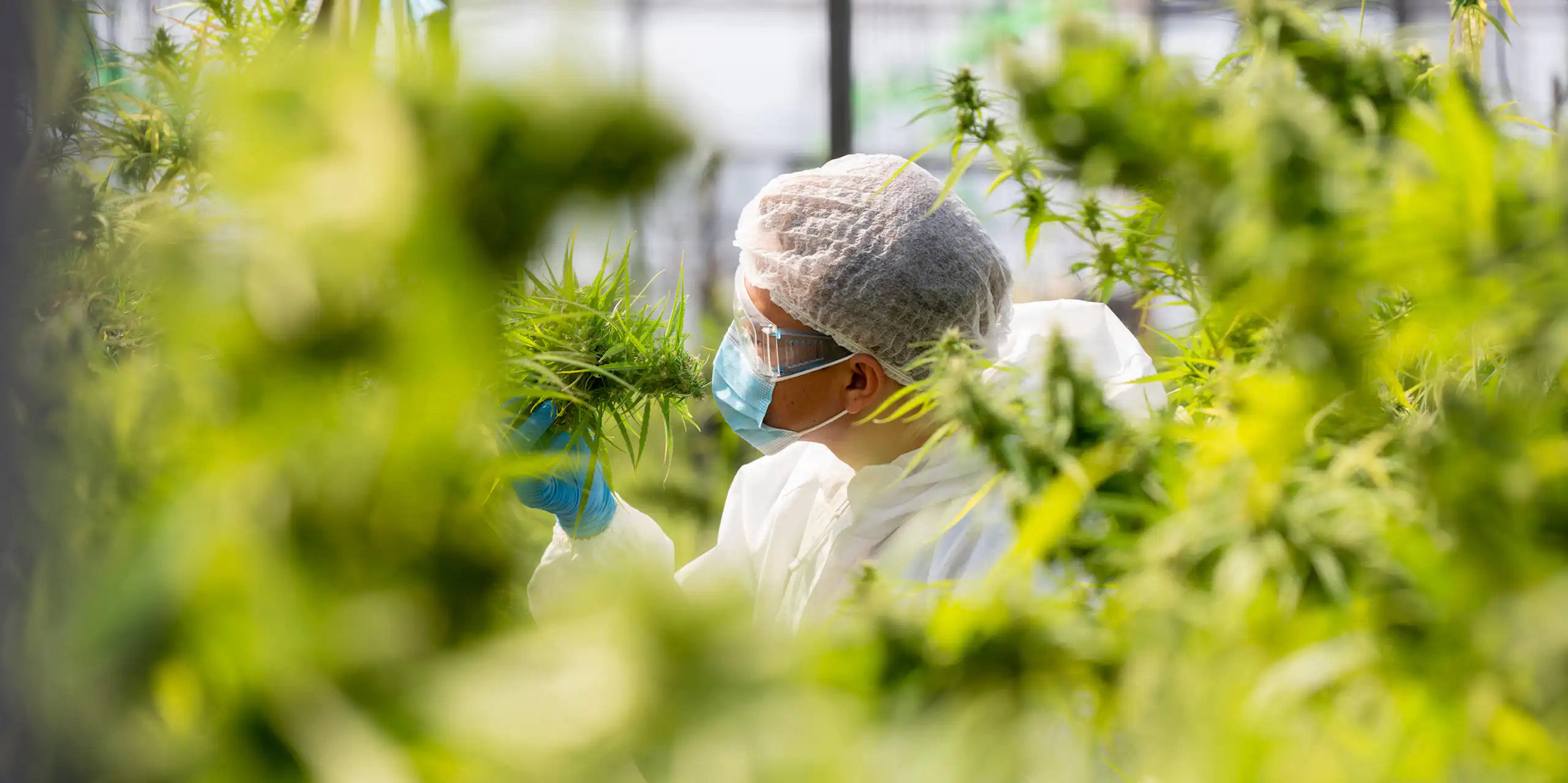 Person in gloves, hair net, white coat and nitrile gloves examining cannabis plants