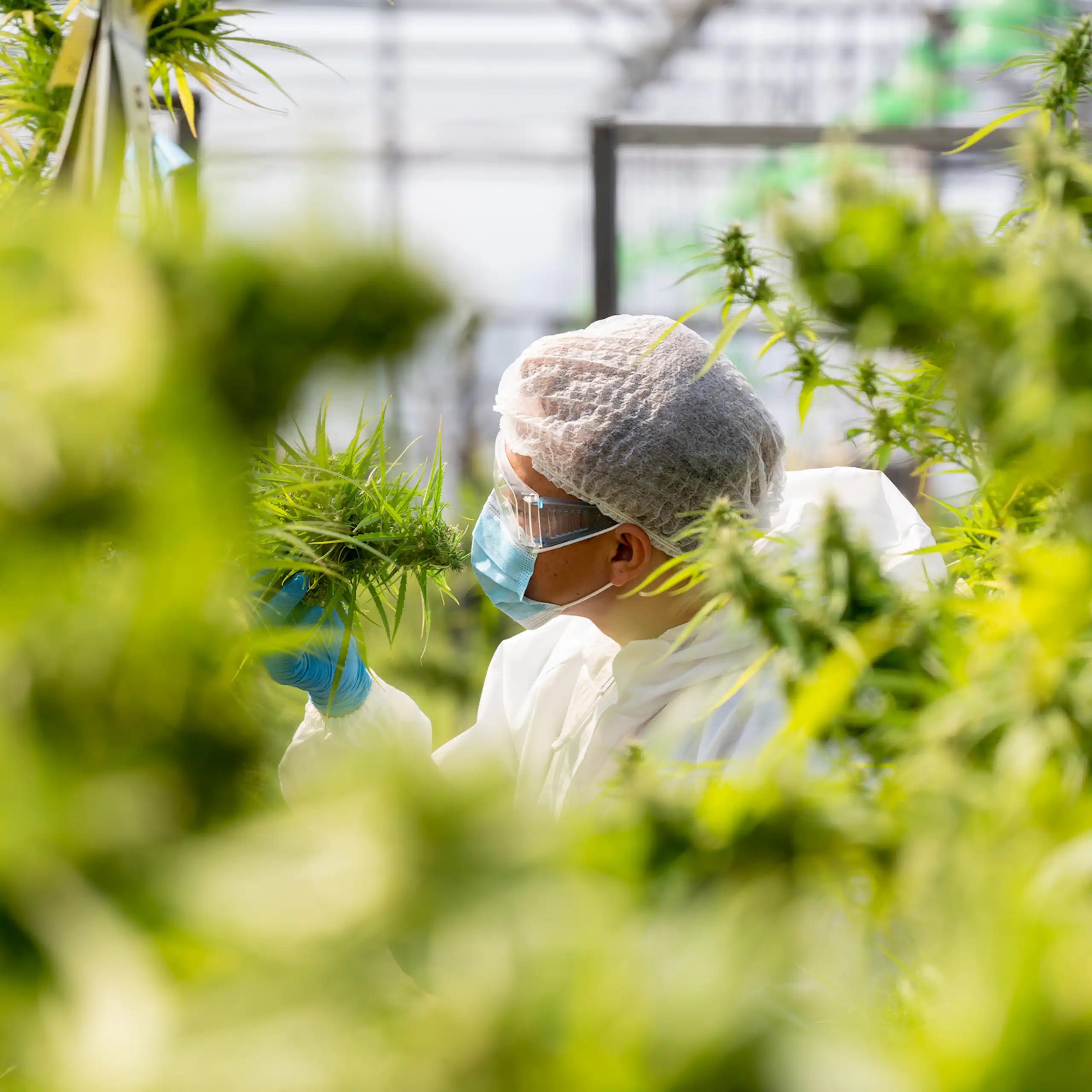 Person in gloves, hair net, white coat and nitrile gloves examining cannabis plants