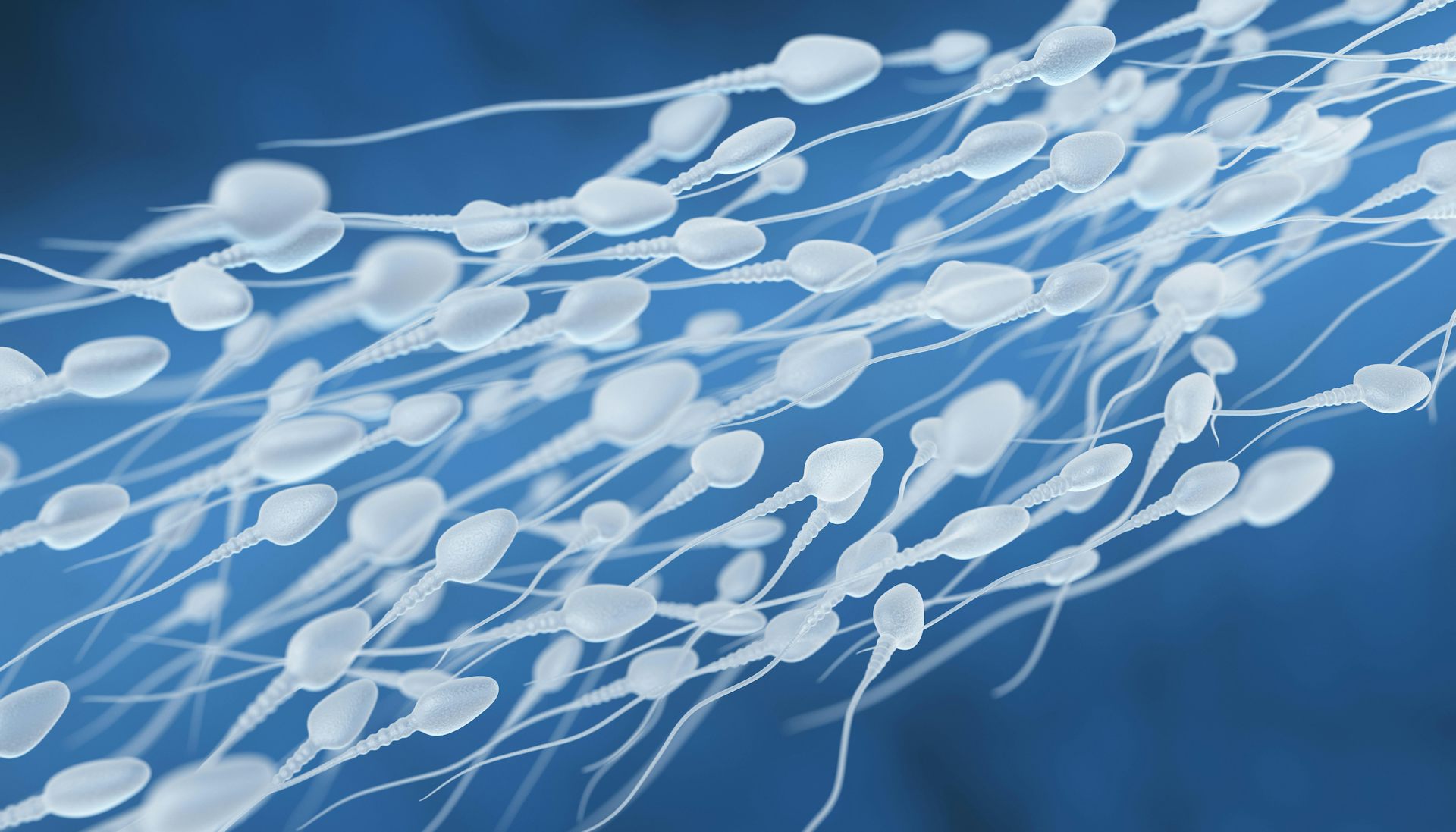 An illustration of sperm