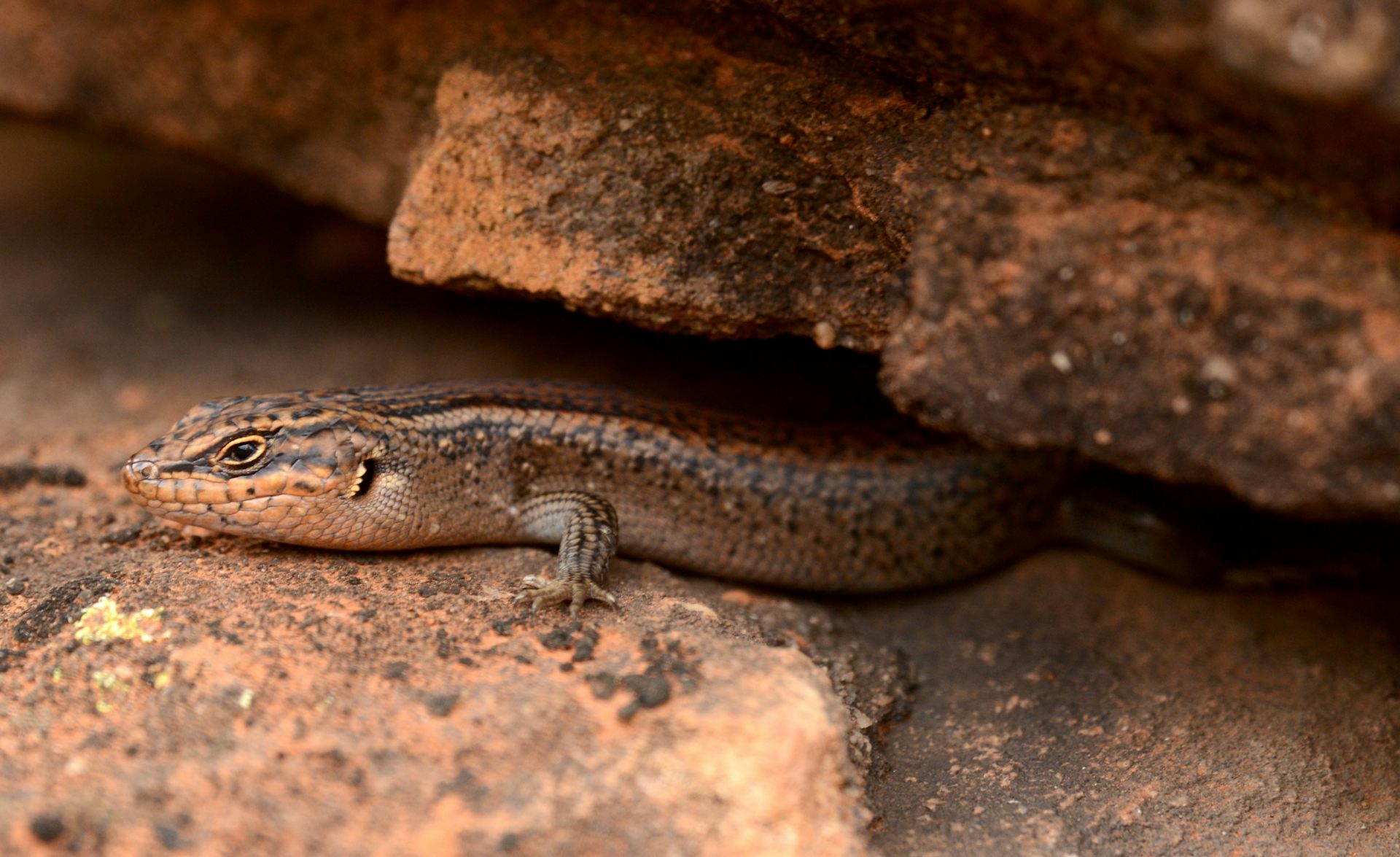 Meet kungaka – the hidden one’. This ancient lizard could be the rarest reptile in Australia