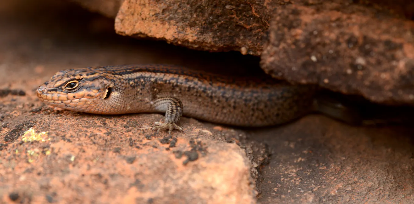 Meet kungaka – the hidden one’. This ancient lizard could be the rarest reptile in Australia