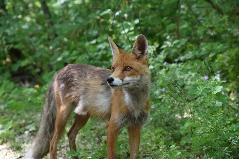 A fox in the Chernobyl exclusion zone.