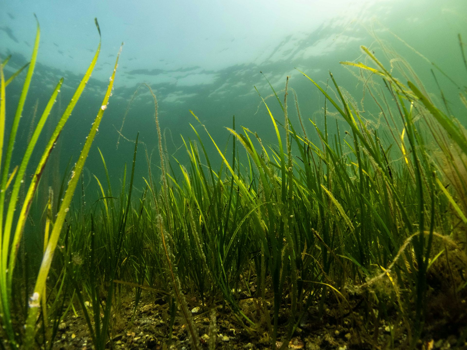 ‘Protected’ seagrass meadows aren’t necessarily healthy – because pollution doesn’t stop at the shoreline