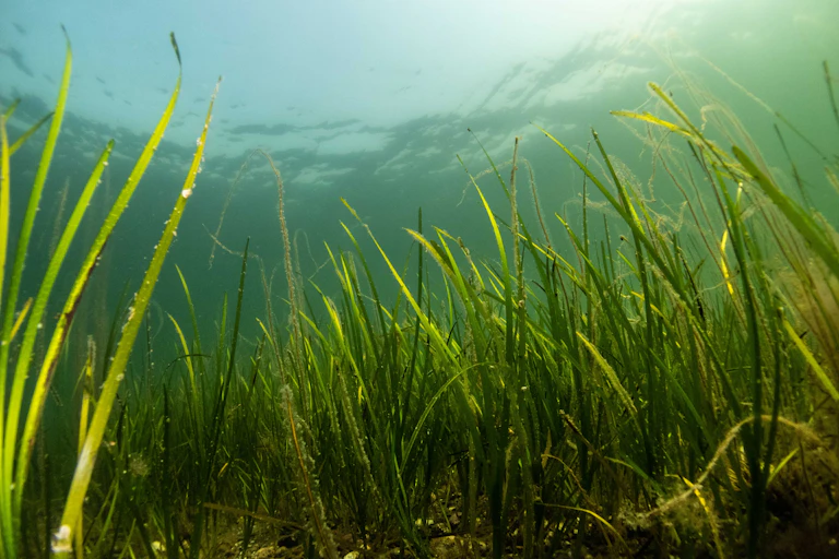 seagrass meadow
